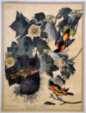 Litho Copy of Audubon Bird Engraving, Baltimore Oriole
