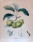 Framed De l'Imprimerie de Langlois Botanical Pear Tree Print “Robine”