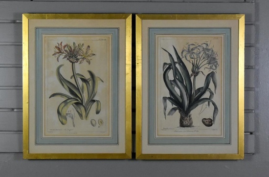 Pair of Antique Colored Botanical Engravings by J. Miller of R. Lancake Originals