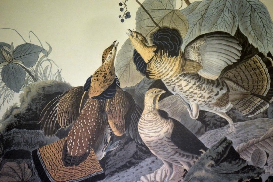 Lithograph Print of John J. Audubon “Ruffed Grouse” after Original Havell Engraving