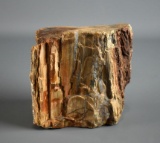 Petrified Wood Fossil