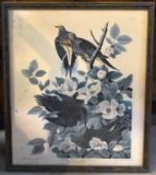 Framed Print “Carolina Pigeon or Turtle Dove” by John J. Audubon