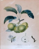 Framed De l'Imprimerie de Langlois Botanical Pear Tree Print “Robine”