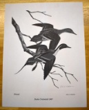 Unframed 1967 Duck Print “Pintail” by John A. Ruthven