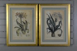 Pair of Antique Colored Botanical Engravings by J. Miller of R. Lancake Originals
