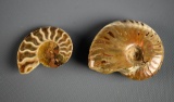 Lot of Two Small Nautilus Fossils in Pouch