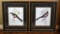 Pair of Bird Prints (Unsigned) in Black Leather & Giltwood Frames
