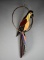 Beautiful Large Stained Glass Parrot with Hanging Support