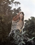 Framed Original Fine Art Print, Southeastern Wildlife Expo. 1990 “Close Encounter”  by C. Ford Riley