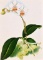 Contemporary White Orchid Lithograph Print