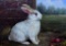 (XX-XXI) White Rabbit, Painting on Board, Unsigned