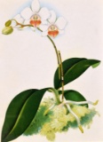 Contemporary White Orchid Lithograph Print