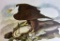 Vintage 1966 Half Tone Lithograph after J.J. Audubon's “Bald Eagle”