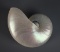 Pearlized White Nautilus Sea Shell, Whole