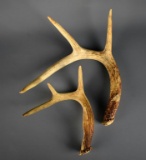 Two Deer Antlers