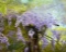 (American, XX-XXI) Wisteria, Oil on Canvas, Unsigned