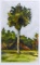 Jim Draper (Amer., XX-XXI) Palm Tree, Artist Proof Print, Signed Lower Right