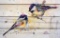 Wile E Wood Art Birds Wall Decor