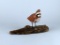 Vintage Hand Carved & Painted Quail Bird on Drift Wood Signed RC, 1972