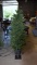 Balsam Hill Co. Pre-Lit Artificial 5.5” Slim Evergreen Tree in Planter with Storage Cover