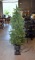 Balsam Hill Co. Pre-Lit Artificial 5.5” Slim Evergreen Tree in Planter with Storage Cover