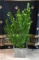 Cast Iron Pineapple Motif Planter with Established Euonymus Plant