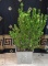 Cast Iron Pineapple Motif Planter with Established Euonymus Plant
