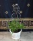 Resin Marblesque Wreath Motif Planter with Trellis and Established Boxwood Plant