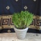 Resin Stone Gray Wreath Motif Planter with Established Boxwood Plant