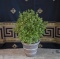Wakefield Hand Made Terra Cotta Planter with Established Boxwood Plant