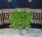 Wolff & Co Hand Made Clay Planter with Established Boxwood Plant
