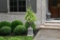 Cast Iron Urn and Base with Metal Trellis and Established Ivy Topiary, ~ 5.5 Ft. Tall