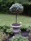 Cast Iron Cornucopia Motif Urn with Established Evergreen Snowball Topiary, ~4.5 Ft. Tall