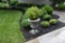 Cast Iron Lion Mask Handles Urn with Established Boxwood Plant, ~4 Ft. Tall