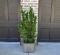 Cast Iron Pineapple Motif Planter with Established Euonymus Plant