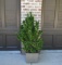 Cast Iron Pineapple Motif Planter with Established Euonymus Plant
