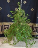 Cast Iron Pineapple Motif Planter with Metal Trellis & Established Ivy Plant