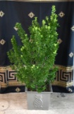 Cast Iron Pineapple Motif Planter with Established Euonymus Plant