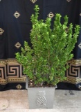 Cast Iron Pineapple Motif Planter with Established Euonymus Plant