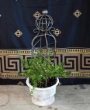Resin Marblesque Wreath Motif Planter with Trellis and Established Boxwood Plant
