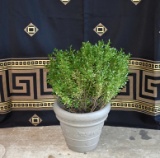 Resin Stone Gray Wreath Motif Planter with Established Boxwood Plant