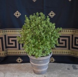 Wakefield Hand Made Terra Cotta Planter with Established Boxwood Plant