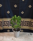 Wolff & Co Hand Made Clay Planter with Established Boxwood Plant