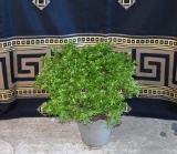 Wolff & Co Hand Made Clay Planter with Established Boxwood Plant