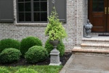 Cast Iron Urn and Base with Metal Trellis and Established Ivy Topiary, ~ 5.5 Ft. Tall