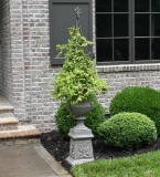 Cast Iron Urn and Base with Metal Trellis and Established Ivy Topiary, ~ 5.5 Ft. Tall