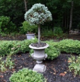 Cast Iron Cornucopia Motif Urn with Established Evergreen Snowball Topiary, ~4.5 Ft. Tall