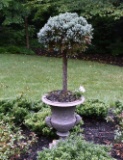 Cast Iron Cornucopia Motif Urn with Established Evergreen Snowball Topiary, ~4.5 Ft. Tall