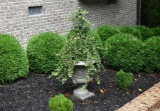Cast Iron Lion Mask Handles Urn with Metal Trellis and Established Ivy Topiary, ~4 Ft. Tall