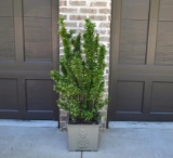 Cast Iron Pineapple Motif Planter with Established Euonymus Plant